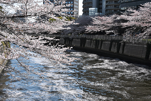 森永橋付近から