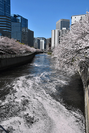 居木橋から