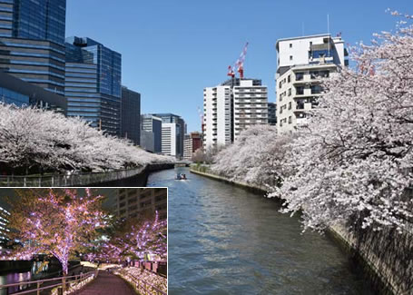 目黒川の桜