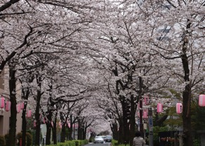 西小山桜並木通り