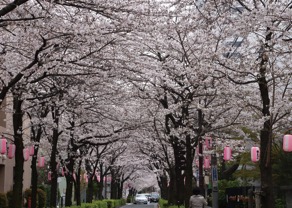 西小山桜並木通り