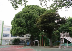 中延小学校の大楠と中延の森