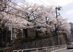 花房山の桜並木