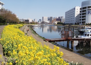 しながわ花海道と船だまり