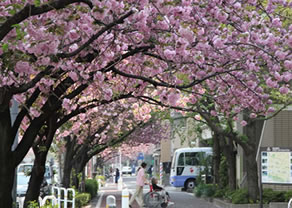 桜新道の桜並木