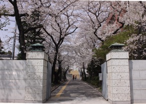 桜の中での入学式