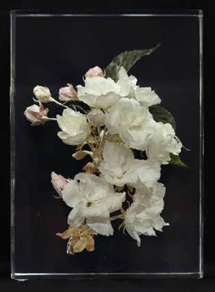 sakura_asagizakura.jpg