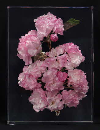 sakura_youkihizakura.jpg