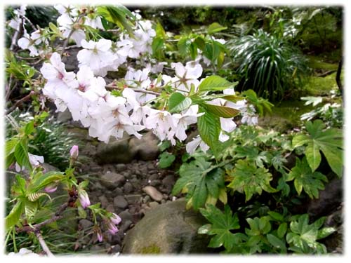 Cherry blossom