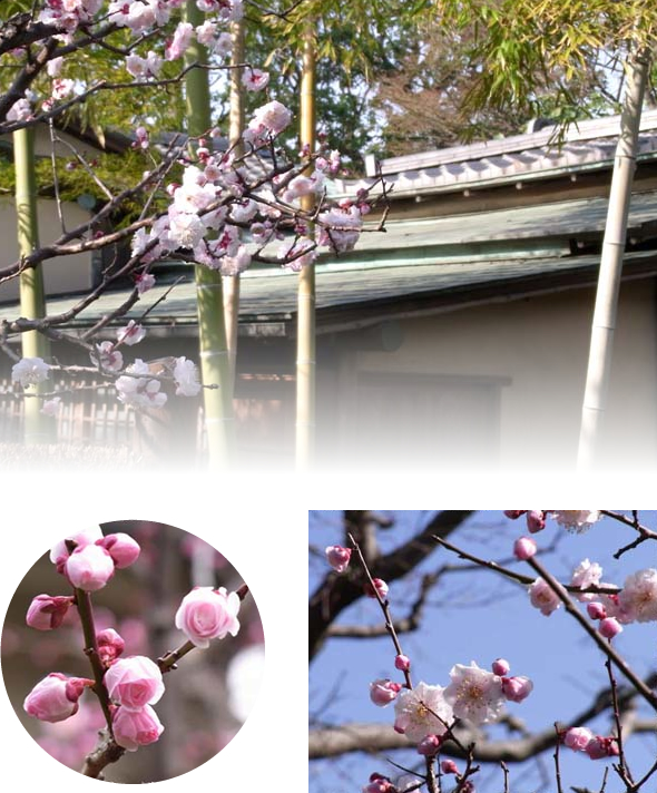 Ume(Japanese apricot)