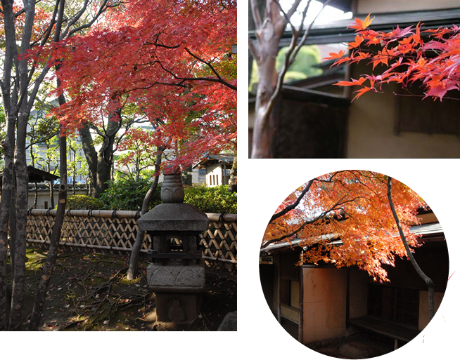 Autumn leaves