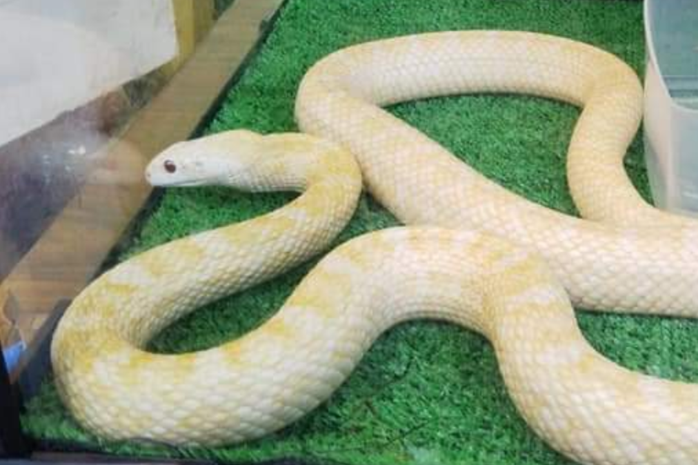 岩国の天然記念物の白蛇