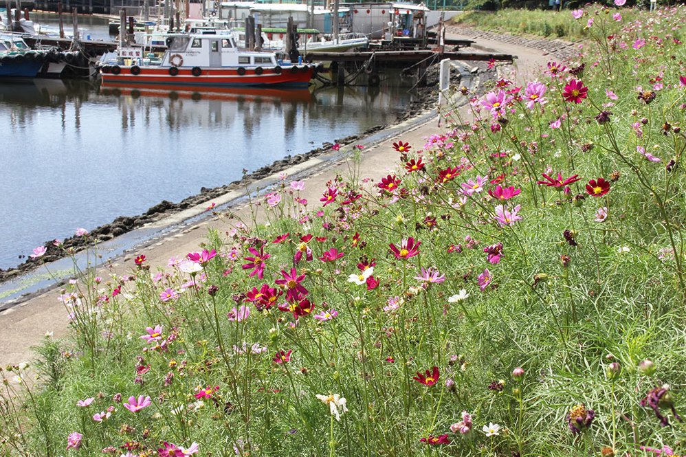 しながわ花海道のコスモス