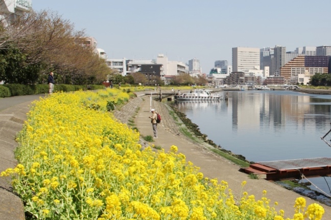 しながわ花海道の菜の花