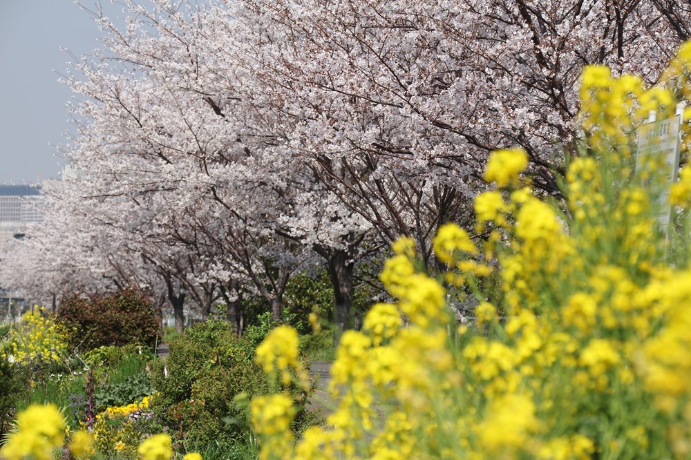 高林さくらと菜の花